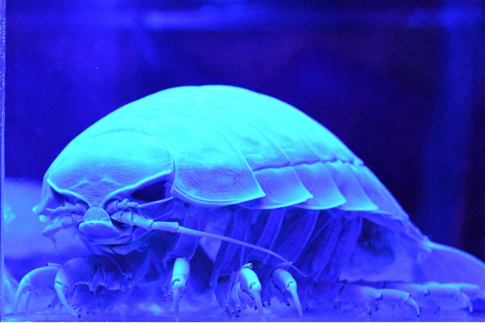 🦑 반딧불오징어 박물관(호타루이카 뮤지엄)